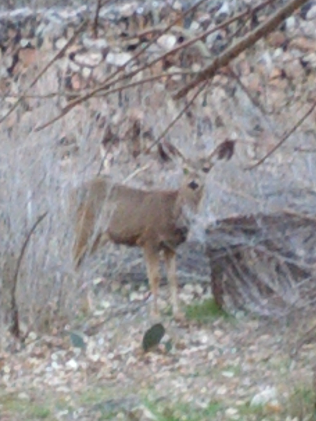 IMG_20130316_165014.jpg